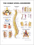 人体の脊柱