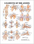 諸関節と靭帯