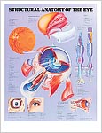 目の解剖学的構造