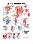 咽頭と喉頭