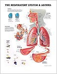 呼吸器系と喘息