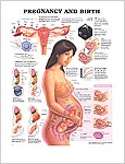 妊娠と出産(New)